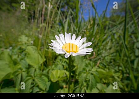 Un fiore Daisy, (Bellis perennis)