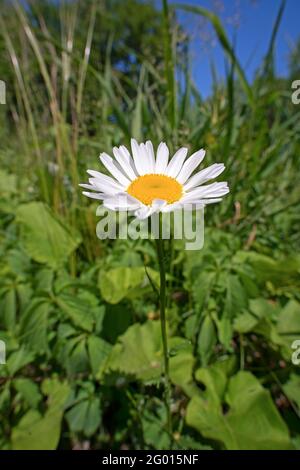 Un fiore Daisy, (Bellis perennis), circondato da erbacce