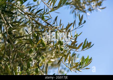 Vista mozzafiato sugli alberi nelle foreste delle montagne austriache Foto Stock