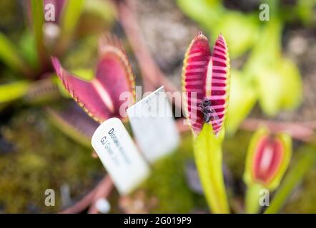 Ludwigsburg, Germania. 27 maggio 2021. Una mosca si trova in una pianta carnivora della specie di flytrap di Venere. Depredazione, distruzione dell'habitat, sovrapfecondazione: Per varie ragioni, le piante carnivore sono minacciate in tutto il mondo. (A dpa 'ciotola della toletta e trappola di colla - l'allevamento salva le piante carnivore?') Credit: Christoph Schmidt/dpa/Alamy Live News Foto Stock