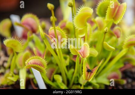 Ludwigsburg, Germania. 27 maggio 2021. Una mosca si trova in una pianta carnivora della specie 'Venere flytrap'. Depredazione, distruzione dell'habitat, sovrapfecondazione: Per varie ragioni, le piante carnivore sono minacciate in tutto il mondo. (A dpa 'ciotola della toletta e trappola di colla - l'allevamento salva le piante carnivore?') Credit: Christoph Schmidt/dpa/Alamy Live News Foto Stock