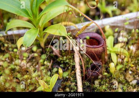 Ludwigsburg, Germania. 27 maggio 2021. Una pianta carnivora della specie 'Nepenthes jamban' cresce in una serra. Jamban è la parola indonesiana per la toilette. Saccheggio, distruzione dell'habitat, sovrapfecondazione: Per varie ragioni, le piante carnivore sono minacciate in tutto il mondo. (A dpa 'ciotola della toletta e trappola di colla - l'allevamento salva le piante carnivore?') Credit: Christoph Schmidt/dpa/Alamy Live News Foto Stock