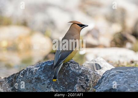 Il Cedar Waxwing, (Bombycilla cedrorum) Foto Stock