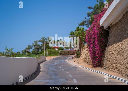 Strada vuota, fiori rossi e palme sulla strada dell'Egitto a Sharm El Sheikh Foto Stock