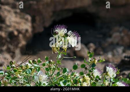 Spugnoso cappero cespuglio Capparis spinosa fiori su una sporgenza rocciosa Nel deserto di Negev con una scogliera scura e sfocata sullo sfondo Foto Stock