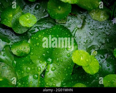 Foglia verde fresca con fondo gocce d'acqua. Foglie di Centella asiatica ricoperte di numerose gocce d'acqua dopo la pioggia. Foto Stock