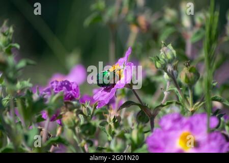 Il coleottero verde, Cetonia Aurata, Green Rose Chafer, mangiare nettare e impollinare su roccia rosa fiore selvatico Foto Stock