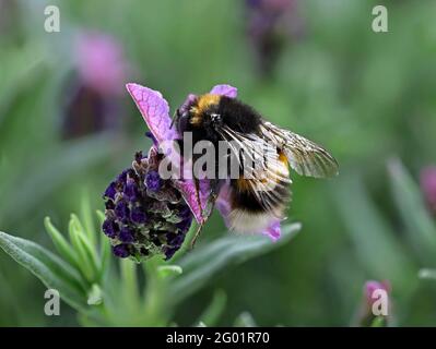 bumblebee su un fiore di lavanda francese, ultra primo piano di raccolta nettare Foto Stock