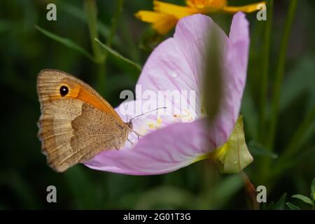 Occhio di mucca o Marigold farfalla arancione primo piano su un fiore rosa. Maniola jurtina è un membro della famiglia marigolese. Una farfalla raccoglie nettare da Foto Stock