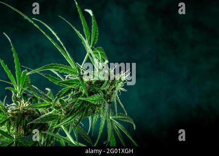 Pianta di cannabis, quasi pronta per la raccolta, su sfondo scuro con spazio di copia. Fiori di marijuana con stigmi gialli e foglie verdi Foto Stock