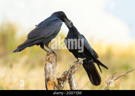 Due comuni corvo che si alimentano l'un l'altro sul ramo in primavera Foto Stock