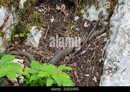 Serpente di dadi, Natrix tessellata nel Parco Nazionale di Plitvice, Croazia in Europa. Il serpente dei dadi è un serpente non venoso eurasiatico appartenente alla famiglia Co Foto Stock