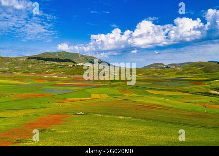 Lenticchie fiorite con papaveri e fiori di mais a Castelluccio di Norcia, parco nazionale dei Monti sibillini, Italia, Europa Foto Stock