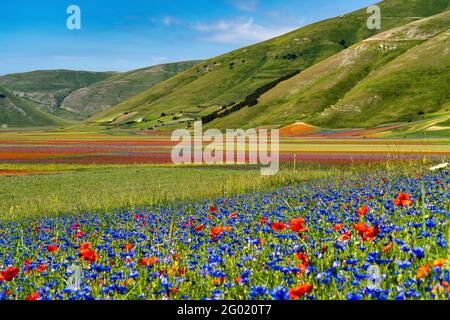 Lenticchie fiorite con papaveri e fiori di mais a Castelluccio di Norcia, parco nazionale dei Monti sibillini, Italia, Europa Foto Stock