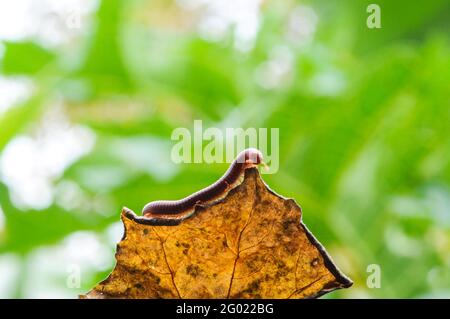 Millipede gigante in ramo e foglia di albero, macrofotografia di insetto nella foresta Foto Stock