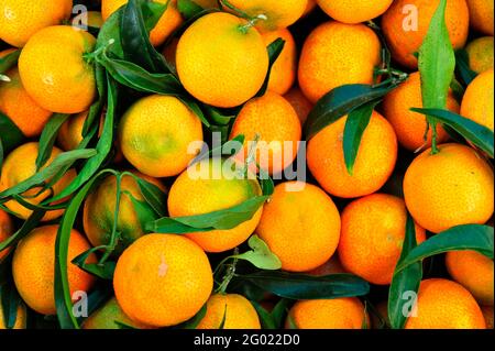 FRANCIA. CORSE DU SUD (2A) AJACCIO. CLEMENTINE CORSA (FRUTTA) Foto Stock