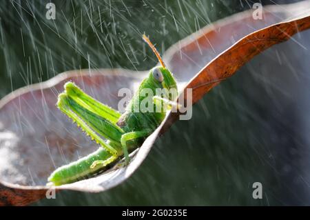 Cavalletta verde che si nasconde sulla foglia contro sfondo verde della natura Foto Stock