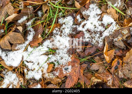 Scialli di neve su foglie cadute, autunno o inizio d'inverno Foto Stock