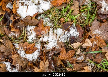 Sciogliendo la neve sulle foglie cadute in autunno o all'inizio dell'inverno Foto Stock