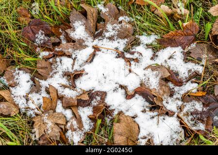 Sciogliendo la neve sulle foglie cadute in autunno o all'inizio dell'inverno Foto Stock