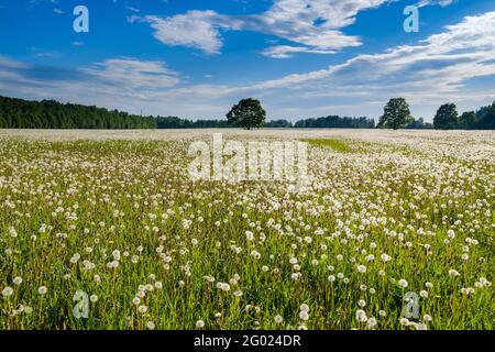 Innumerevoli mordelioni bianchi soffici sul campo in una giornata estiva soleggiata. Sullo sfondo c'è un cielo blu con nuvole e alberi. Paesaggio rurale colorato. Foto Stock