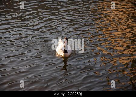 Il cigno bianco-nero nuota nello stagno, estate calda Foto Stock