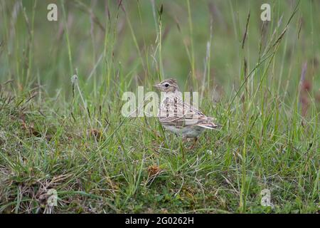 Skylark (Alauda arvensis) su praterie di gesso, un habitat tipico Foto Stock