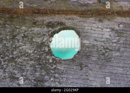 Buca attraverso il nodo in vecchio pezzo di legno intemperie con il verde visibile Foto Stock