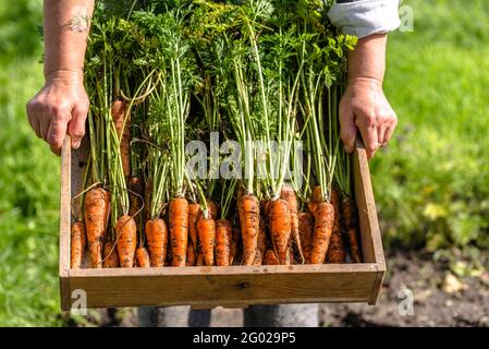 Contadino locale che tiene una scatola di verdure appena raccolte carote dal giardino, concetto di cibo biologico Foto Stock