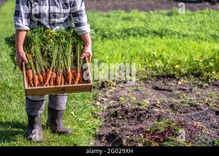 Contadino locale che tiene una scatola di verdure appena raccolte carote dal giardino, concetto di cibo biologico Foto Stock