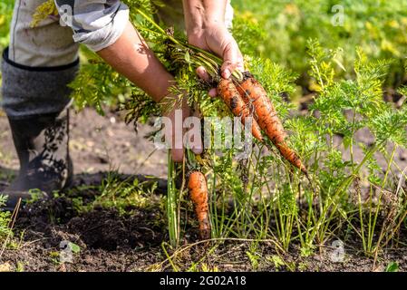 Imprenditore nel campo prelevare carote, orto biologico, raccolto autunnale Foto Stock