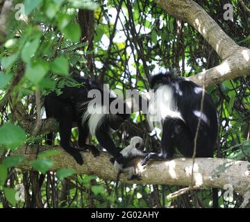 Kenya Africa Colobus scimmie Foto Stock