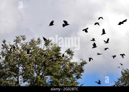 Gruppo di corvi che girovagano nei rami di un albero Foto Stock
