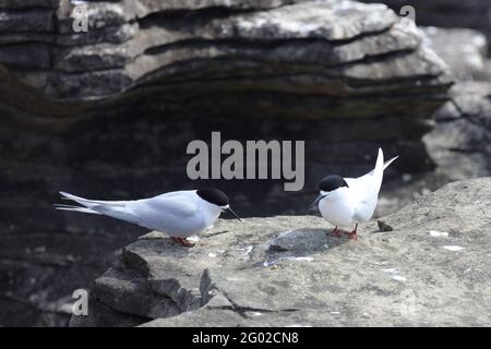 Taraseeschwalbe / Tendernone bianco / Striata di Sterna Foto Stock