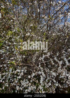 Hawthorne siepe in fiore con cielo blu luminoso come sfondo Foto Stock