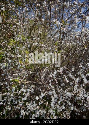 Hawthorne siepe in fiore con cielo blu luminoso come sfondo Foto Stock