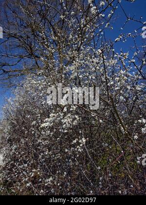 Hawthorne siepe in fiore con cielo blu luminoso come sfondo Foto Stock