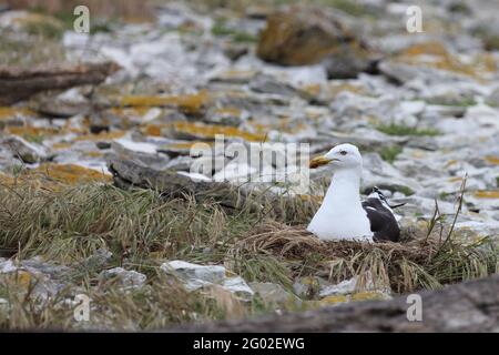 Dominikanermöwe / gabbiano sud con retro nero / Larus dominicanus Foto Stock