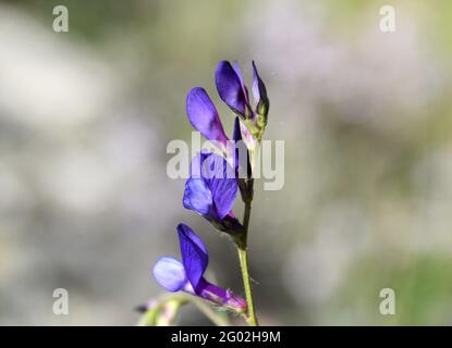 Fiori di Vicia onobrychioides viola e blu porpora. Giornata di sole sulle montagne della Valle Cidacos. Foto Stock