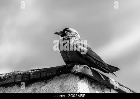 Immagine in scala di grigi di un jackdaw occidentale seduto sul tetto Foto Stock