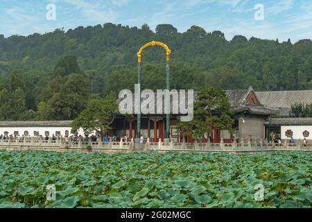 Fiori di loto, Palazzo d'Estate, Pechino, Cina Foto Stock