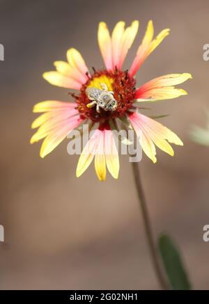 Closeup di ape grigio fuzzy con grandi occhi di bug fiore coperta rosso e giallo Foto Stock