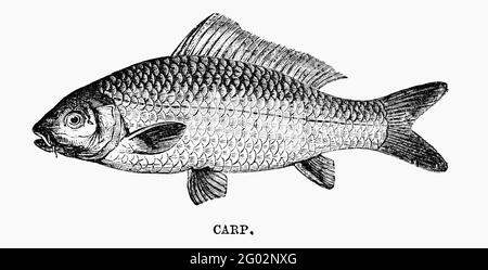 Un'immagine di illustrazione di un pesce vintage inciso di una carpa, da un libro vittoriano datato 1883 che non è più in copyright Foto Stock