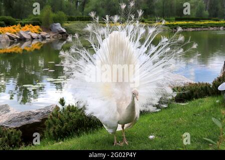 Il giovane e splendido pavone spalma la coda sull'erba. Balli in pavone bianco una danza matrimoniale, mostra la piuma nel parco, zoo, fattoria Foto Stock