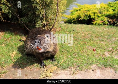 Nutria con lunga pelliccia nera, lontra, castoro di palude mangiano carote vicino al fiume. Acqua ratto, muskrat siede nel parco, zoo, foresta in estate. Foto Stock