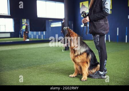 Bel cane adulto e il suo gestore nella scuola di obbedienza Foto Stock