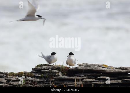 Taraseeschwalbe / Tendernone bianco / Striata di Sterna Foto Stock