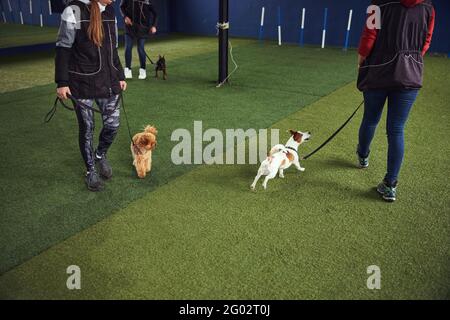 Tre simpatici cuccioli addestrati da istruttori esperti Foto Stock