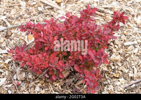 Berberis Fire Ball Berberis thunbergii Fire Ball arbusto di barberry giapponese Molla Foto Stock