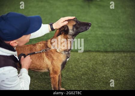 Allenatore che strava un canino in piedi sull'erba artificiale Foto Stock